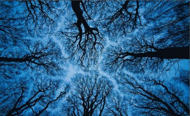 Of Forests and Men