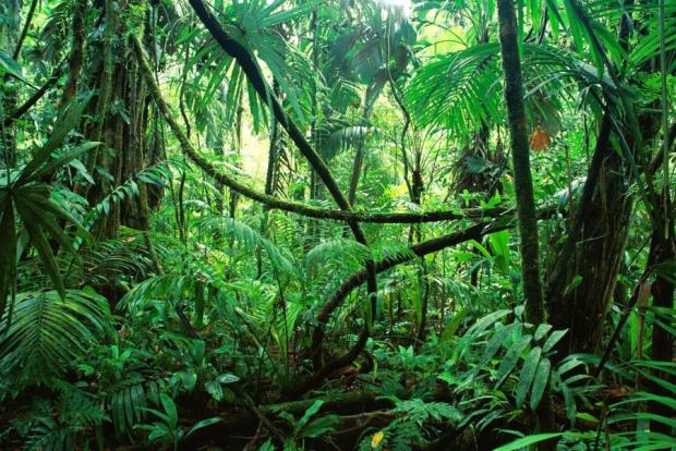 Breath of the World: Amazon Rainforest