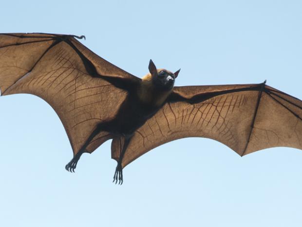 Citizen Scientists: In Search of Bats