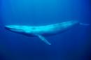 Hope for the High Seas
