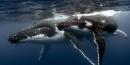 How Whales Change Climate