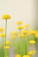 The Healing Power of Flowers