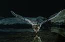 Citizen Scientists: In Search of Bats