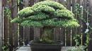 The Atomic Tree