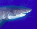Why the World Needs Sharks